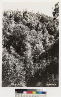 Dense woodland type of canyon live oak, madrone, tanbark oak and California laurel. Narrow crowned tree at top ridge at left is Bristlecone fir. Other pines are Coulter pine