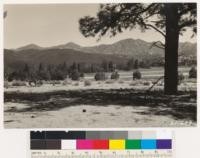 Meadow and Jeffrey pine type. Chamise and chamise red shanks type on near slopes