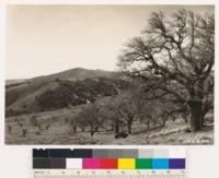 Kern County, looking west. Shows valley oak type in foreground. Ground cover grass and sagebrush of Eriogonum spp. And Chrysothamnus nauseosus viscidiflorus