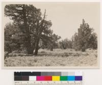 Juniperus occidentalis type near Pine Springs in the Devils Garden. Same as No. 265772