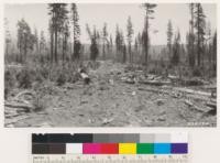 Area logged with donkey engines by Fruit Growers Supply Company in 1922. Note advanced white fir reproduction between skid trails and subsequent western yellow pine reproduction in denuded skid trails