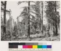 Sulphur Creek. Selectively logged private land. Ponderosa pine removed by tractors leaving reserved stands of Douglas fir, White fir, Incense cedar