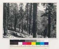 South of Hams Station. Old-growth stands of Pinus ponderosa, Pinus lambertiana, Quercus wislizenii, Quercus chrysolepis. Panther Creek drainage. Amador County