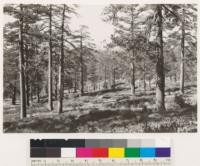 Point on Gold Lake Road. Mosaic type of Jeffrey pine and chaparral of Quercus vaccinifolia, Arctostaphylos patula and Ceanothus cordulatus. Note both White Fir and Jeffrey pine reproduction. Some Prunus emarginata, Amelanchier alnifolia, Arctostaphylos nevadensis, Ceanothus prostratus