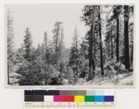 One and a half miles north of Jenkins Hill. Ponderosa pine, sugar pine, black oak type, with manzanita and grass as associated dominants. Poorly stocked, mixed growth, conifer stand. Site index 125. Assoc. spp.:Chamaebatia foliolosa. Mariposa County