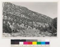 Upper part of Wildrose Canyon. Young growth singleleaf pinon (with some Utah juniper) above charcoal kilns. Old growth stand was cut in the 70's to make charcoal for Modoc gold mine (Argus Range). Assoc. sp.: Artemisia tridentata-Cercocarpus ledifolius. San Bernadino County