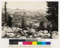 Semibarren and dense Lodgepole pine in Moraine Meadows area from Moraine Mountain. White bark pine on higher peaks. Mountain range in background is from Triple Divide peak on the left to Gale Peak on the right