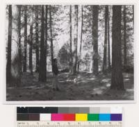 Beside road about 3 miles south of Greenview in Scott Valley. Young growth saw timber of Ponderosa pine trees generally over 20" dbh. Trees in photo from 20-26" dbh. Tree in left foreground is 20" dbh and 84 years old. Site 150. Soil : gravelly loam of alluvial valley floor. Assoc. sp.: small Quercus kellogii spruts on pine needle forest floor