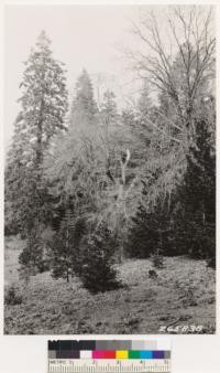 Views of Black oak, white fir, incense cedar associated near Palomar Lodge. Ground cover: Pteris aquilina lanuginosa and Veratrum californicum. Brush is Ceanothus spinosus palmeri. Same as # 265836