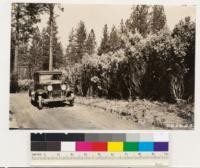 Near Georgetown. Medium stocked second growth Ponderosa pine. Note dense thickets of Arctostaphylos viscida, the result of light burning which is prevalent in the locality. Black oak is frequent in tye, Madrone occasionally. Chamaebatia foliolosa and Ceanothus lemmonii occurs in this type