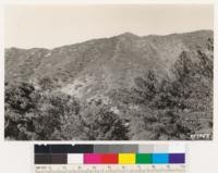 Looking north from saddle north of Big Pine Mountain showing the distinct line left by the 1933 Indian Valley burn. Type on the left is Quercus chrysolepis, Arctostaphylos glandulosa. Burn area will proably come back on the same. Coulter pine in foreground