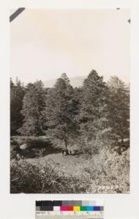 Cedar Mountain, Alameda County. Shows stand of Dutton Cypress. Same as Nos. 286529 and 530