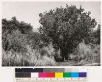 West side of Cottonwood Valley. Shows individual Arctostaphylos pungens in Quercus agrifolia, Arctostaphylos pungens, Artemisia tridentata formation. Note height as indicated by 3' rule. Assoc. species: occasional Eriogonum fasciculatum, Ceanothus divaricatus, Adenostoma fasciculatum