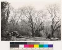 Views of black oak, white fir, incense cedar associated near Palomar Lodge. Ground cover: Pteris aquilina lanuginosa, and Veratrum californicum. Brush fire is Ceanothus spinosus palmeri