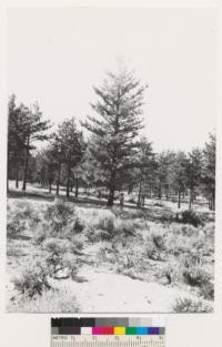 Carson Quadrangle, Nevada. Pinus ponderosa with Artemisia tridentata and grass on altered andesitic soil at Steamboat Springs. Heaviest stand of this species on the quadrangle