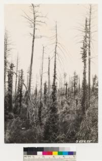 Redwood-Douglas fir areas; logged 10 years ago for Redwood only. Douglas fir lest was destroyed by a fire 6 years later. At present 1930 Douglas fir being taken out for cordwood. Note dense brush cover of Ceanothus thyrsiflorus