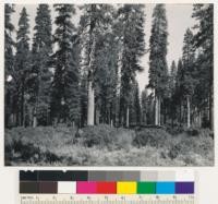 By road to Hearst Ranch about 6 miles SE of McCloud. Old growth stand of Ponderosa pine type with diameters from 50" to 70". Site estimated between 175-200. Somewhat typical of eastside type of soil of lava origin. Small reproduction in brush. Assoc. sp.: Arctostaphylos patula, Ceanothus cordulatus, Purshia tridentata make dense understory. Siskiyou County