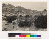 Pass between Providence and Granite Mountains. Juniperus californica at its probable easterly limit. Singleleaf pinon on slopes of Granite Mountain in background. San Bernadino County