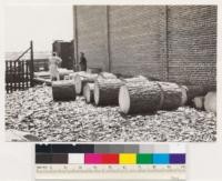 North Sacramento. Second-growth pine bolts at Thornton's Veneer Plant. Thornton pays $19 per M bd ft. Spauding scale. Sacramento County