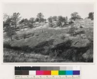 2 miles NE of Oroville. Very open tree-shrub stand of blue oak, Digger pine and Ceanothus cuneatus. Butte Co