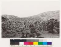 Looking west from point entering Mojave Pass. Joshua tree type of Mojave Desert