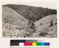 A. Marks Ranch, Loma Prieta Road. Shows erosion in vineyard and orchard in cleared chaparral of Adenostoma fasciculatum, Ceanothus cuneatus and Quercus dumosa; Conifers : Knobcone pine. Seedling Douglas fir in right foreground indicates potential timber site