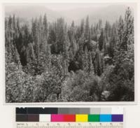 Between Hayfork and Douglas City. General view of young growth-old growth pine and Douglas fir type. Trinity County