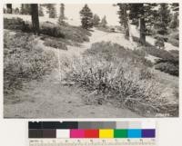 Shows manzanita killed outright by fire. Assoc species: Jeffrey pine, white fir, Castanopsis sempervirens