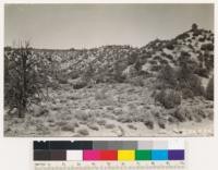 Looking north shows semi-desert chaparral of Arctostaphylos parryana and Cercocarpus betulaefolius, also some Arctostaphylos glauca, Quercus dumosa, Yucca whipplei and occasional Pinon. In vicinity Fremontii californica, Artemisia tridentata and Quercus chrysolepis are found