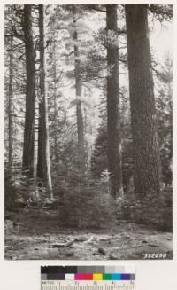 Virgin or old growth timber stands (Sugar pine, Ponderosa pine, Douglas fir, White fir and Incense cedar type). Note absence of pine reproduction and abundance of the other so called inferior species