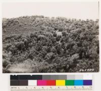 Looking south. Black oak woodland on top of ridge. Coast live oak below. Engelmann oak at east slope at right. Dense chaparral of Quercus dumosa and Ceanothus divaricatus on north slope at upper right. Opposing south slope has some chamise and Salvia apiana