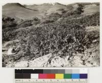 Two miles southwest of Hollister Peak. Shows Arctostaphylos pechoensis viridissima prostrate to 2' ft high on sandstone outcrop in association with Adenostoma fasciculatum, Salvia mellifera, some clumps of Arctostaphylos glandulosa in vicinity