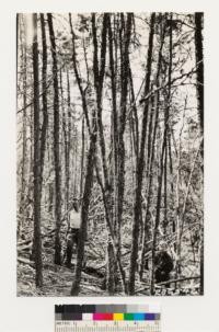 Cedar Mountain, Alameda County. Stand of Dutton Cypress approximately 100 years old