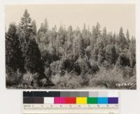 Northeast slope selectively logged by small sawmill. Trees left chiefly Douglas fir, White fir and Incense cedar, with some cull Ponderosa pine; Black oak present also Ceanothus integerrimus and Chamaebatia foliolosa