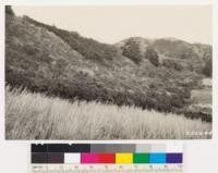 Looking east of south at a westerly slope of Baccharis type. Note relict Douglas fir and clumps of Ceanothus thyrsiflorus. Grass in foreground on abandoned clearing (formerly cultivated)