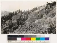 View of dense field of Ceanothus cordulatus, manzanita, and chinquapin occupying an old burn. Young white fir trees are to be seen restocking the area. Northwest exposure