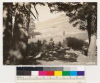 West slope of Jeff Davis Peak. Looking northeast. Shows Artemesia type on upper slopes of Jeff Davis. Note willows and Lodgepole pine in foreground