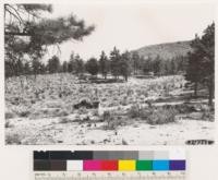 Carson Quadrangle, Nevada. Pinus ponderosa area on altered andesitic soil at Steamboat Springs. Low site