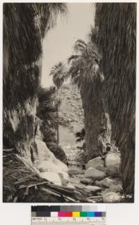 Scene in West Fork Canyon. Desert type and palms (Washingtonia filifera). (Same as # 241674)