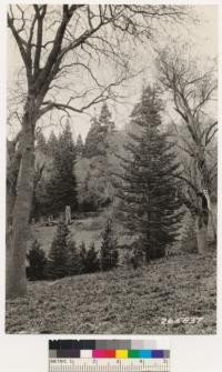 Views of Black oak, white fir, incense cedar associated near Palomar Lodge. Ground cover: Pteris aquilina lanuginosa and Veratrum californicum. Brush is Ceanothus spinosus palmeri. Same as # 265836