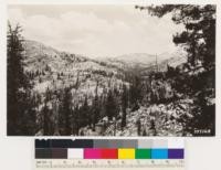 Looking up Tilden Canyon from Macomb Ridge. Lodgepole pine in canyon bottom; semibarren lodgepole pine, mountain hemlock, white pine on slopes