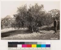 Butte County. Looking NE. Elevation 900 feet from point on Humboldt Road near Hog Springs. Grass and woodland-garss types. Rhamnus crocea var. ilicifolia in same locality as photo No. 284309