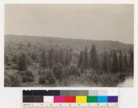 Vicinity of Bonnie Doon, looking southeast. WYP type. Knobcone Pine and Sargent Cypress on WYP type