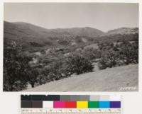 Looking west toward head of Cottonwood Creek. Shows types on contrasting slopes. Northerly slopes with chaparral of Quercus garryana semota and southerly slopes with open woodland of Black and valley oaks. Note relicts of western yellow pine