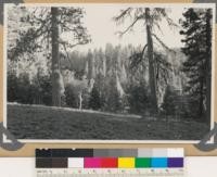 Snowden Hill Ridge (looking S. from). Young-old growth conifer mixtures. Not even mosaic, but mixed by tree groups. Species:Pinus ponderosa, Pseudotsuga taxifolia, Abies concolor, Quercus kelloggii, Arbutus menziesii, Lithocarpus densiflora. (Air photo 3-35)