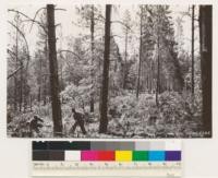 Near Buena Vista. Larsen and Wilcox sawmill operations in 50 year old pine. Cut all trees over 10" stump diameter and utilize to top diameter of 7 or 8 inches. Expect to cut 450 M during 1937. Nevada Co
