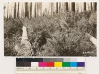1924 North Bloomfield burn. Site 200. North slope showing reproduction . Tanbark oak, Madrone and chinkapin. Type yellow pine, Douglas fir, White fir, Black oak