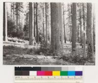 Pinus ponderosa, Pinus lambertiana virgin timber near michigan, California logging camp. Reproduction mostly Abies concolor