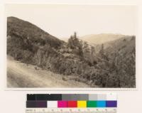 1 mile southwest of Loma Prieta. Looking down Los Gatos Creek. Douglas fir in foreground. Santa Clara County