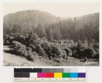 Looking southwest at Douglas fir type. California laurel and Coast live oak in foreground